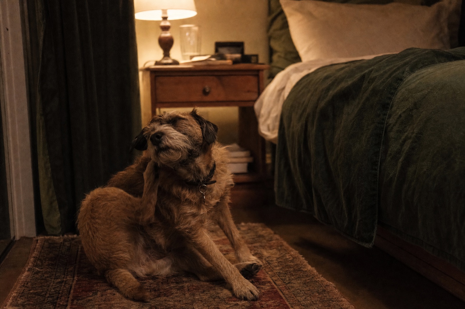 A scruffy terrier scratching beside the bed at night