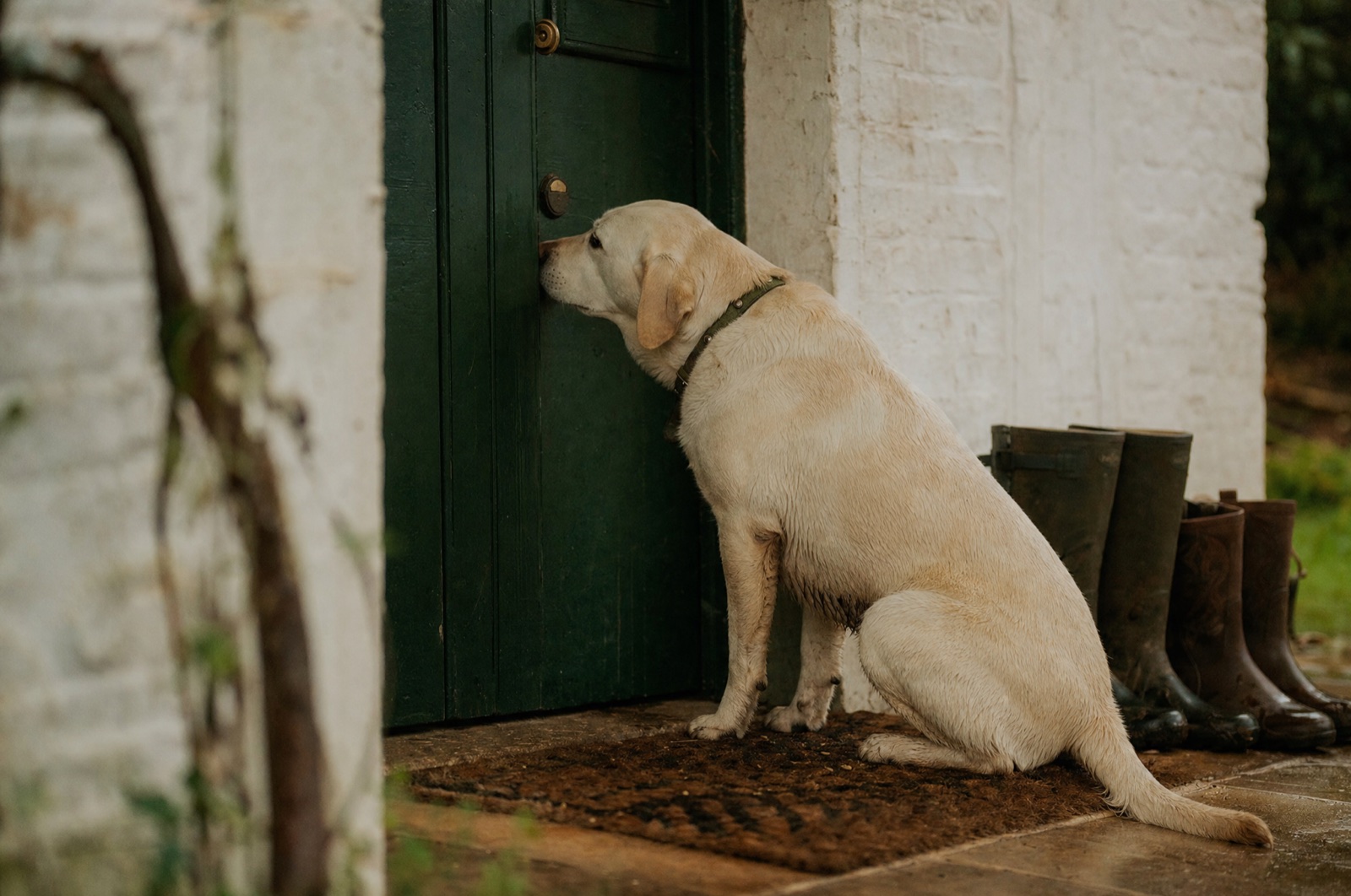A labrador waiting urgently at the back door